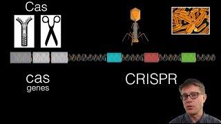 What is CRISPR?