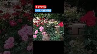 おでかけ：千財バラ園①（大分県宇佐市）～小林消防設備　福岡県豊前市　全類消防設備士　第二種電気工事士　経営学修士～