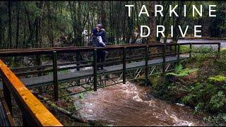 Highlights of the Tarkine drive, Tasmania