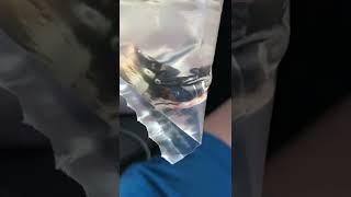 Buying A exotic REDTAIL CATFISH