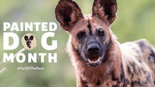 Painted Dog Month | Painteddog.tv