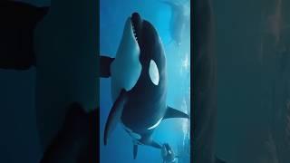 Deadliest Orca (Killer Whale) or Meg?@cordehiot-channel