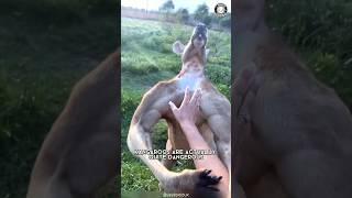 Kangaroo ️ Do NOT Mess With It!