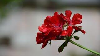 Pelargonium. How to cut pelargonium before bringing from the street?