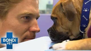Anxious Pug Has Never Let Anyone Trim His Nails | Full Episode | Bondi Vet
