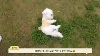 일산 애견동반 카페 입장료 없음 노만주의 내돈내산!! #미니비숑 #비숑 #강아지 #dog #고양동카페 #일산애견동반카페 #노만주의 #고양동애견동반카페 #일산카페