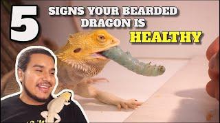 5 Signs Your Bearded Dragon Is Healthy!! *Watch This If You Recently Got A Bearded Dragon*!