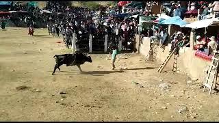 Toro y Hombre Enfrentados