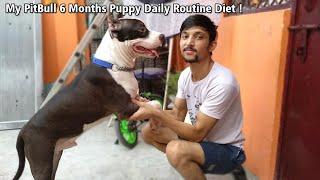 Which Diet Best Your Dog, My PitBull 6 Months Puppy Daily Routine Diet | oscar