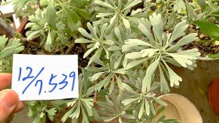 【園藝539】12月7日(六)芙蓉在冬天長得比較好葉子都很漂亮！