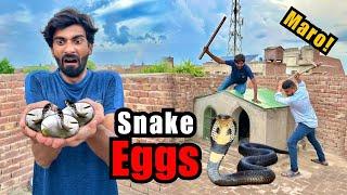 OMG! Yeh Snake Ke Anday Kaha Se Aye?