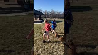 Pack walks help dogs learn neutrality. #packwalk #dogs #dogtraining #minnesota