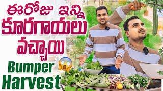 Bumper Harvest ఎన్ని కూరగాయలు వచ్చాయో ఈరోజు @OrgGardener #brinjal #ridgegourd #houseplants