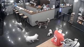 哈士奇犬突然瘋狂攻擊比熊犬