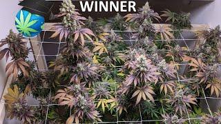 Lex’s Grow-Off 2020 WINNER, Finalists Slide Show & Early Durban Journal Last Look