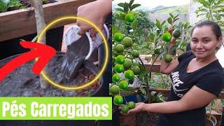 ESSE ADUBO FAZ CARREGAR DE FRUTOS, MUITO FÁCIL DE FAZER!!