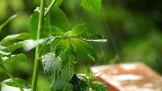 2 Hours Relaxing Sounds of Rain in Forest for Deep Sleep, Meditation, Study, Focus - 4K Video