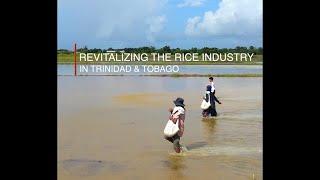 RICE PROJECT UPDATE