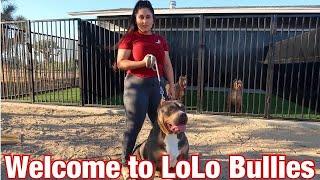 American Bully Welcome to Ultra Class Family Take over