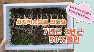 산지직송으로 만나는 700고지 오지마을 산삼가격 50%할인된가격으로 7년근산삼 8년근산삼 만나보세요