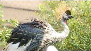 Houston Zoo Opens Groundbreaking “Birds of the World” Exhibit