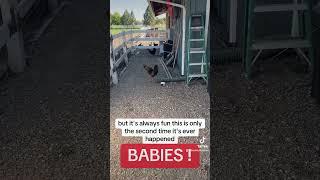 Babies on the Farm!  Back Forty Farms, Idaho