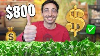 How To Produce $800 Worth Of Microgreens/Week (Small Space)