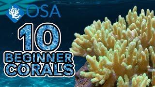 Leather Corals - 10 Beginner Corals