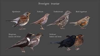 Fågelsång Lektion 3: Taltrast, koltrast, dubbeltrast, björktrast och rödvingetrast (P1 Naturmorgon)