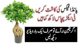 Panda ficus business || Highly Profitable business|| bonsai making in Urdu & Hindi