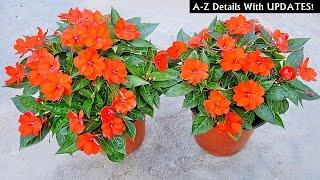 How To Plant, GROW & Care For Sunpatiens The RIGHT Way!