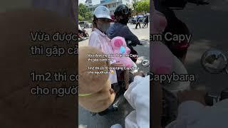 Hội những người cuồng capy gặp được nhau #bemori #gaubong #gấu bông #capybara
