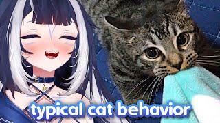 Shylily Reacts to Typical cat behavior, nothing more