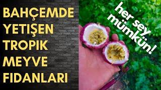 Türkiyede Tropik Meyve Yetiştiriciliği - Turkiyede Yetisen Tropikal Meyveler - GUAVA, KAMKAT, PAPAYA