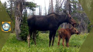 Wyoming Wildlife - Trail Cam Footage Compilation