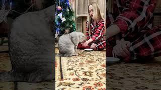 Как научить кошку команде "дай лапу"