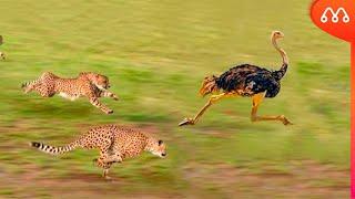 WHEN THE OSTRICH BETS A RACE AGAINST THE CHEEPARD