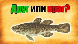 ВСЯ ПРАВДА О РОТАНЕ! Почему ОДНИ рыбаки его ПРЕЗИРАЮТ, а ДРУГИЕ УВАЖАЮТ?