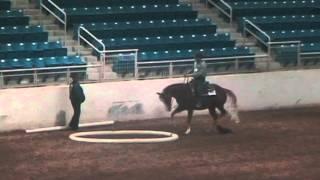 Terry Helder's winning ride at the open trail event at the Pennsylvania Horse World Expo