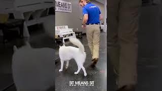 Watch our furry friend become their best self!