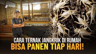 Cara Ternak Jangkrik Paling Mudah dan Sederhana Dirumah, Pemula Bisa Langsung Panen!