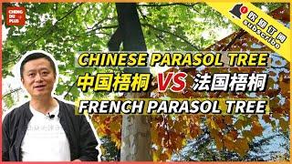 “The King of Street Tree” in China Is Actually from France? |Chengdu Plus