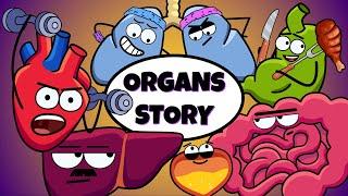 Daily Life of Human Organs | Organismo