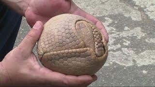 Brazil's Armadillo mascot in the spotlight