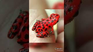 Unique Frogs Part 1/ WhatsApp Status #Shorts