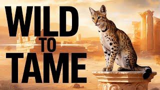 The Feline Journey: From Wild Hunters to Beloved Pets