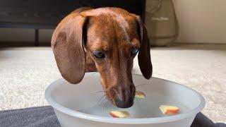 Mini dachshund bobs for apples on Halloween