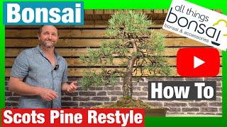 Scots Pine Bonsai Restyle