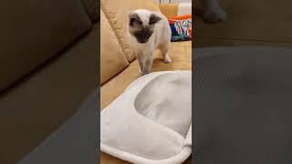 Little cat fights massage pillow