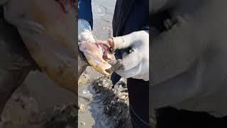 알아두면 좋은 망둥어 손질 방법
